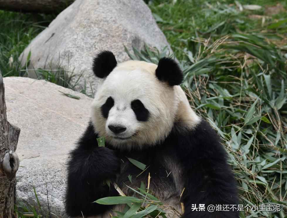 鸟中大熊猫的迁徙故事，观察与揭秘