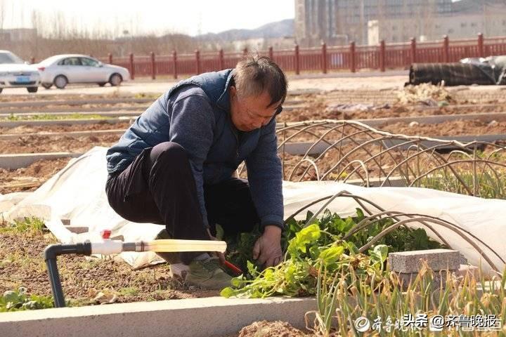 共享菜园爆满秘诀，百块菜地年年成功的经营之道