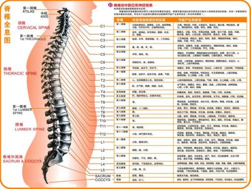 脊柱四肢及神经检查实训报告总结与体验分享