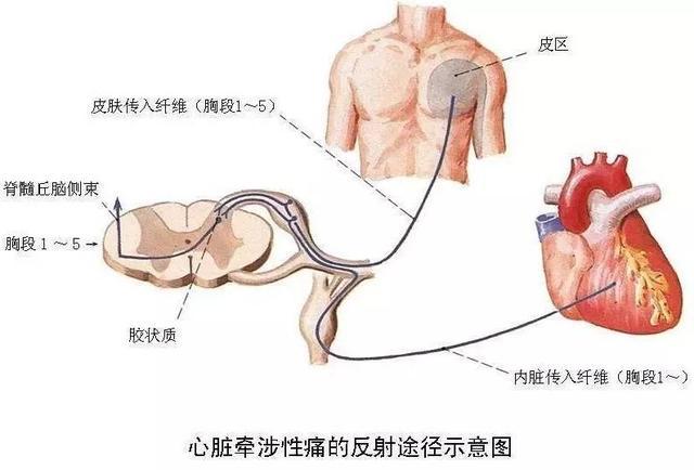 肩膀疼痛与心脏关联探讨，药物治疗的选择分析