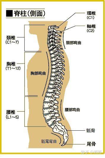 脊柱生理弯曲的含义与重要性解析