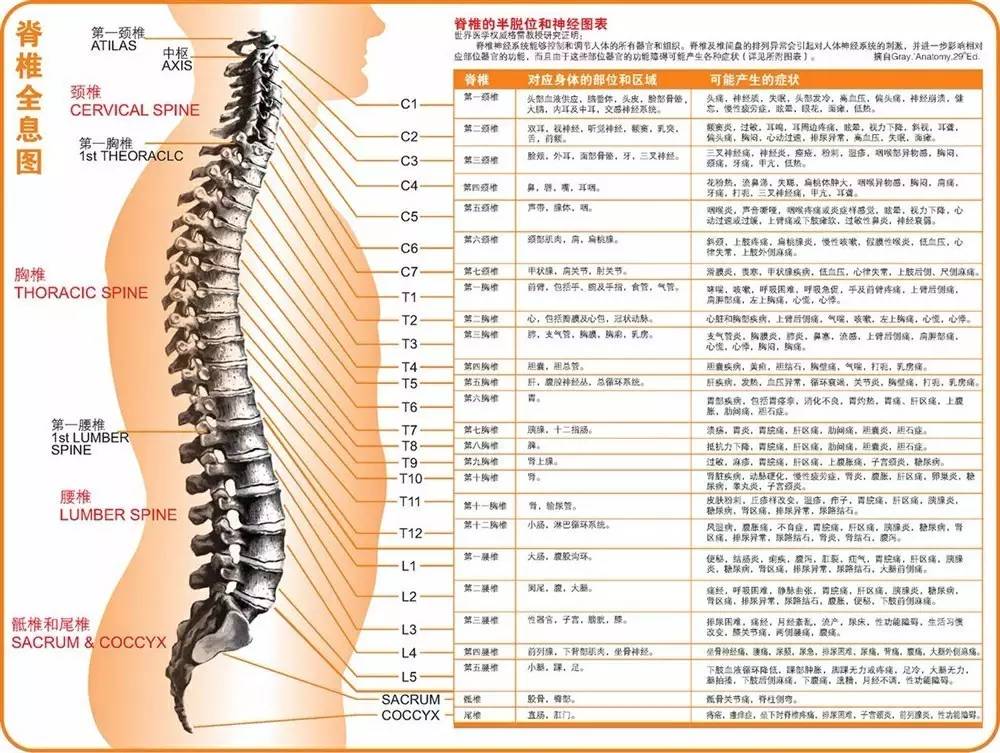 脊椎综合症，全面解析与应对策略