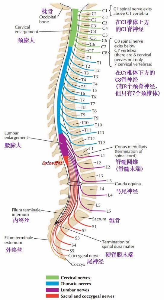 脊柱支配肌肉，人体运动核心机制揭秘