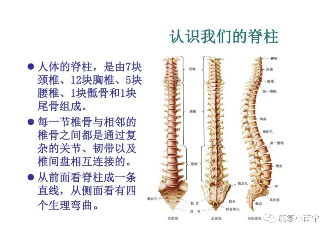 脊柱修复方法，探索、理解与实践