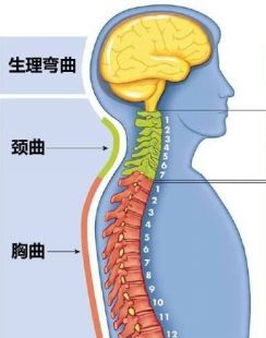 腰椎曲度变直，恢复可能性及应对之策