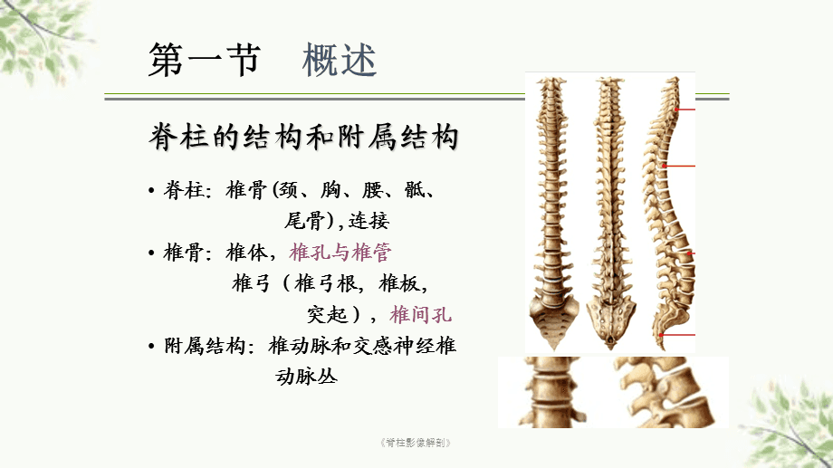 脊柱详解，结构、功能及常见问题探讨