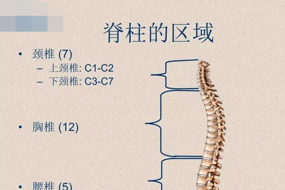 SVA脊柱参数正常范围与重要性解析