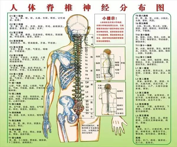 脊柱健康小报，了解脊柱重要性及日常保护知识