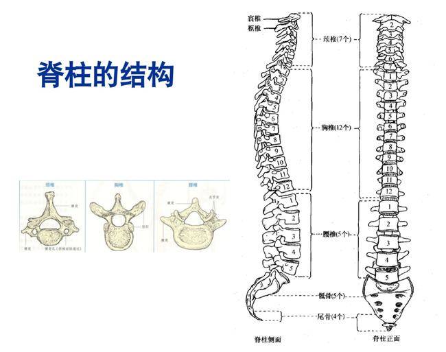 脊柱的基本结构概述