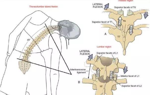 脊柱沿冠状轴的侧屈运动研究探讨