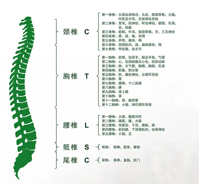 脊柱支配口诀，重塑平衡与健康之道