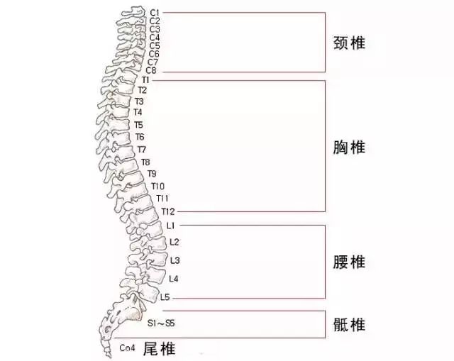 脊椎疾病概述，类型、深入了解及预防策略