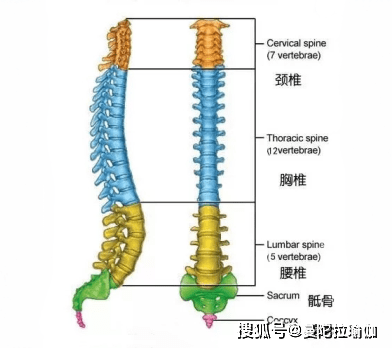 脊柱修复体式图片，解锁脊椎健康的秘密