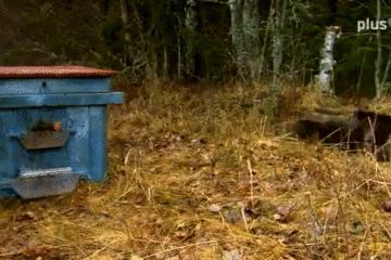 邻居讲述，老人遭野猪撕咬致死惨案