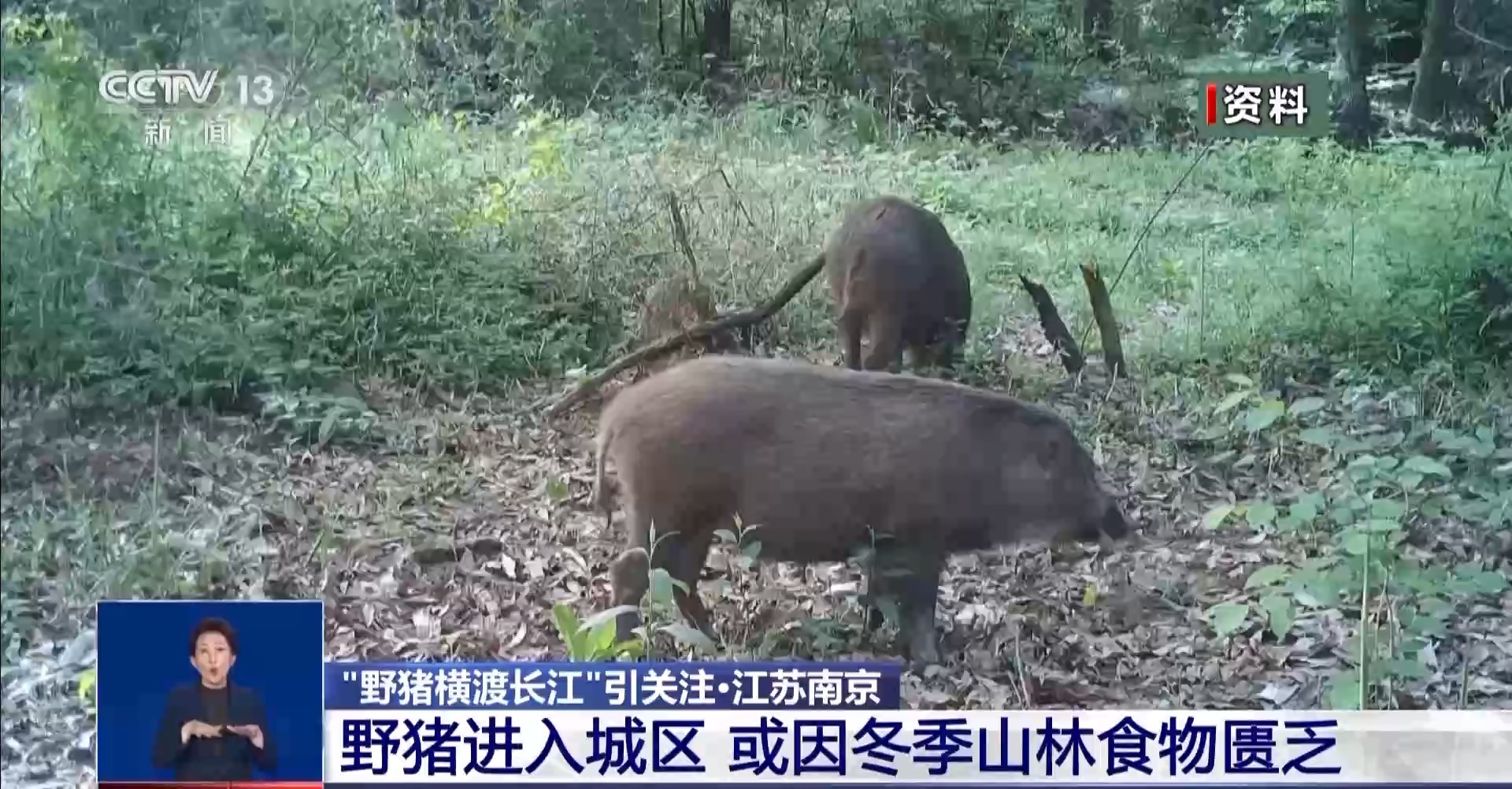 长江网红小岛惊现大野猪，生态探索与保护意识的觉醒之旅