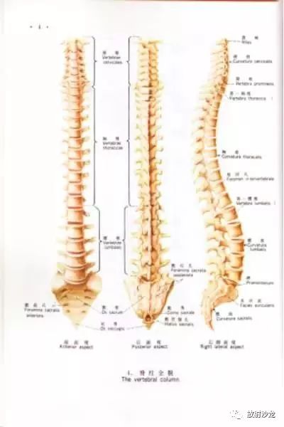 脊柱奥秘深度解析，人体支柱的结构分析