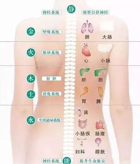 守护生命之柱，脊柱健康的至关重要性