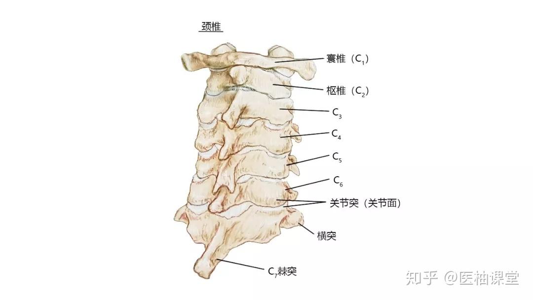 脊柱器械名称与图片大全，深入探索脊柱医疗设备世界