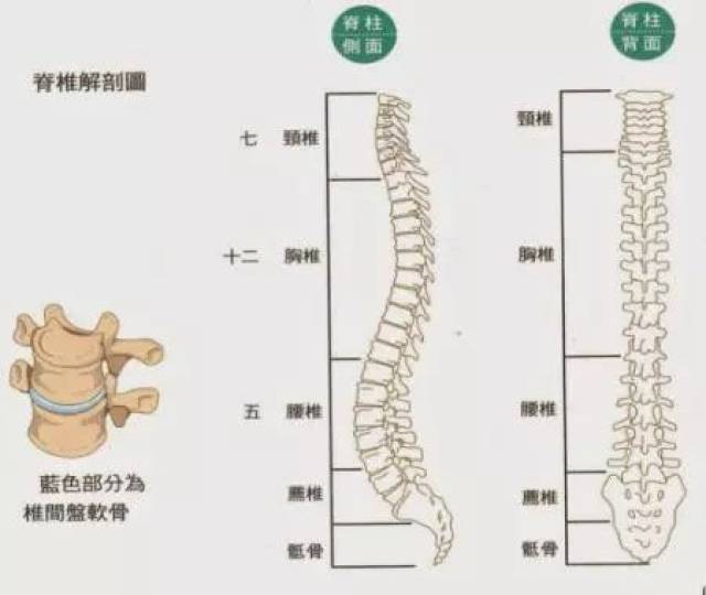 脊柱生理弯曲的先天形成研究