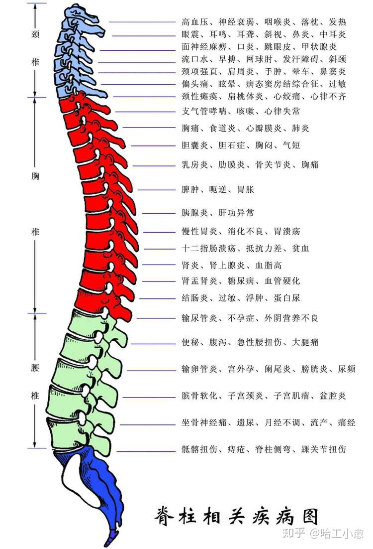 青少年脊柱健康，塑造未来健康的基石