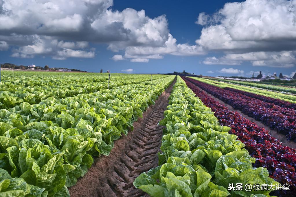 上海某学校食堂惊现异物，青虫与蜗牛引发关注与深思的食品安全问题