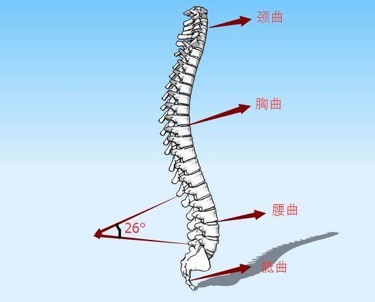 脊柱生理曲度变直，成因、影响及应对方法