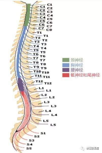 脊柱支配神经，人体核心机制与奥秘探索