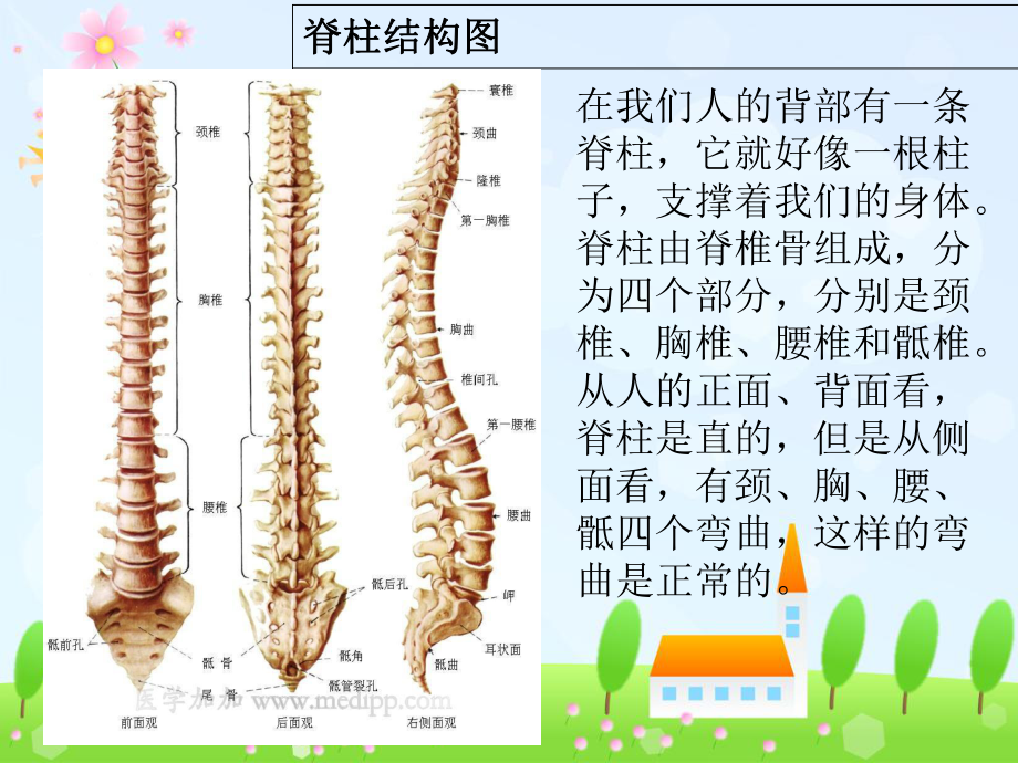 预防脊柱异常弯曲的教案设计