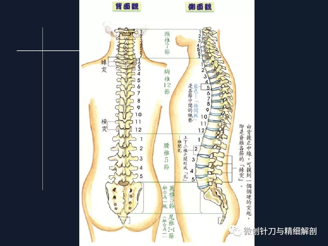 深入了解脊柱解剖对应位置与人体脊柱结构解析