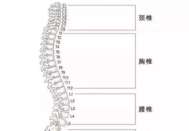 脊椎问题调整及预防康复综合策略