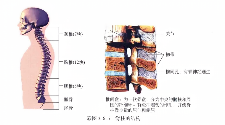 深度解析，脊柱连接结构——揭秘人体支柱奥秘