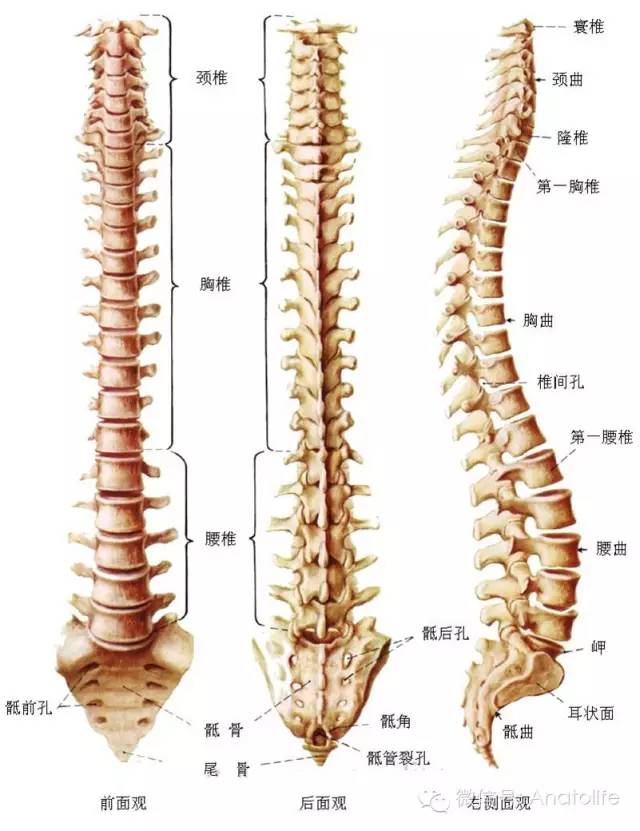 脊柱解剖结构深度解析，从结构到认识全解析