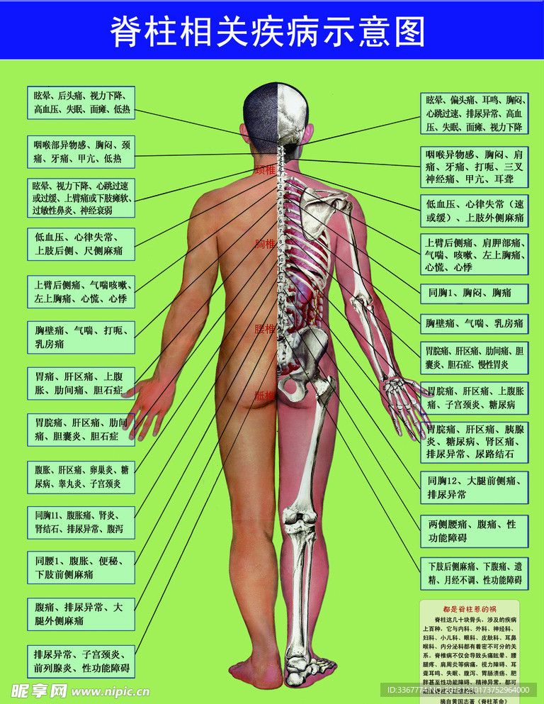 脊柱相关疾病图谱，理解、诊断与治疗的新视角探索