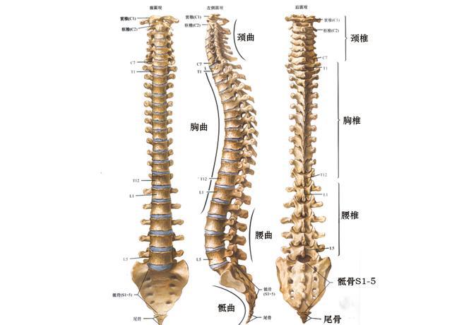 脊柱结构图详解，揭示人体支柱的奥秘