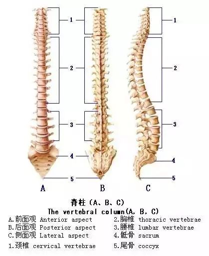 全面解析脊柱健康的金标准，脊柱评估方法与内容指南