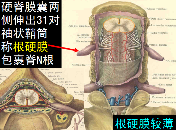 脊柱解剖结构图，揭示人体脊柱的奥秘