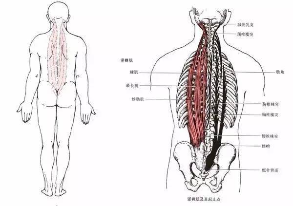 脊柱最小受力姿势的研究与探索