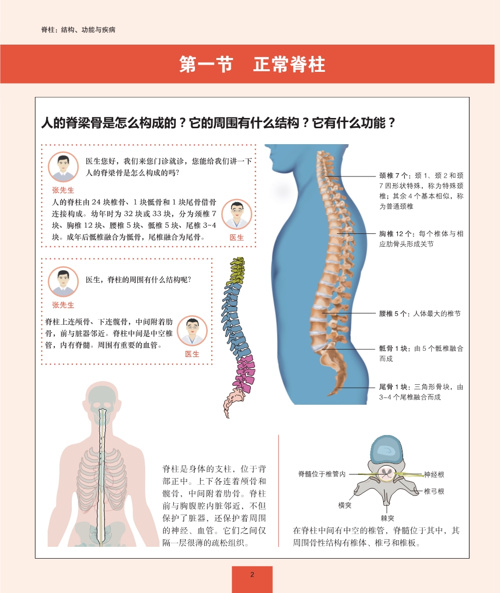 脊柱的整体观与功能解析