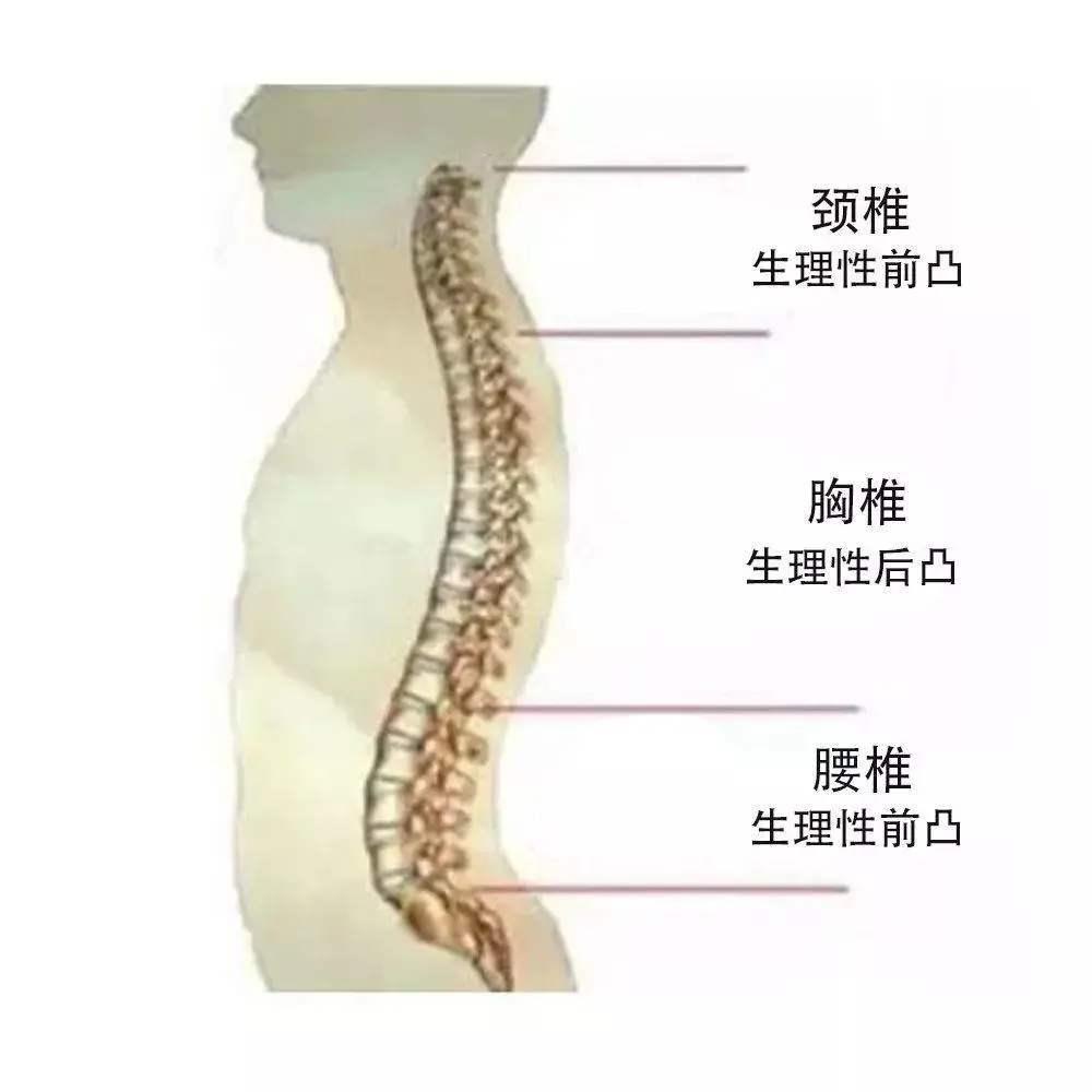 脊柱姿势弯曲的类型简介