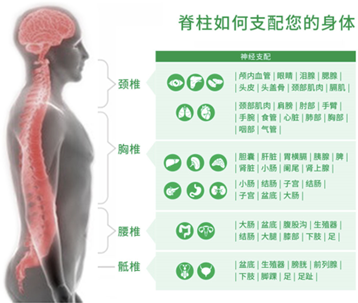 脊柱不正的纠正方法与策略详解