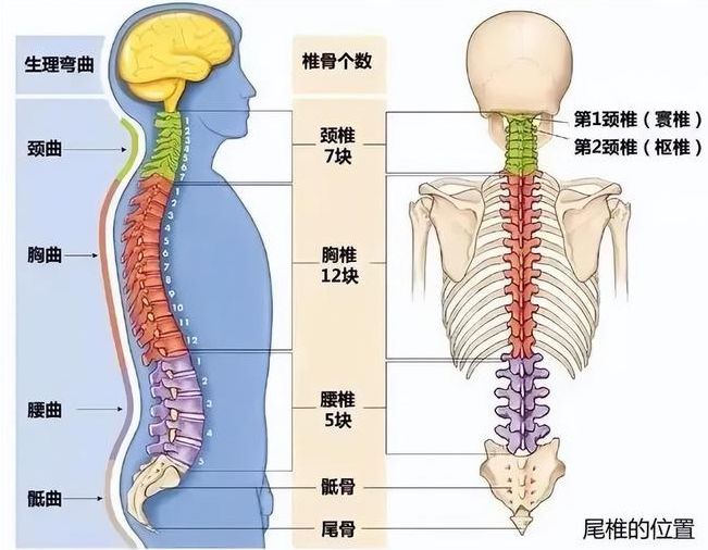 脊柱的主要部分与功能解析