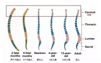 脊椎压力图，揭示压力分布与健康的紧密关联