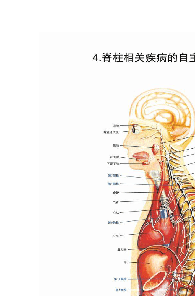 脊柱常见疾病治疗手法的探讨与解析