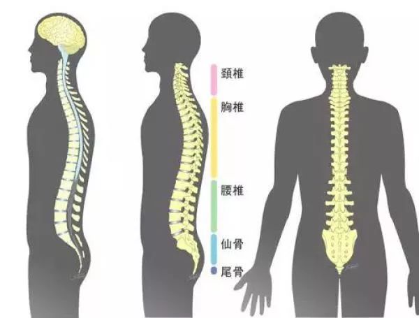 脊柱矫正重塑身体平衡与健康的艺术之旅