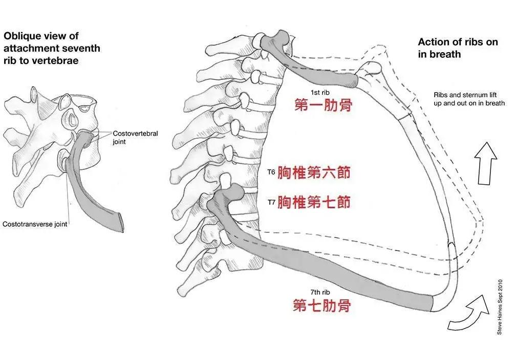 常见脊椎疾病及其症状概述