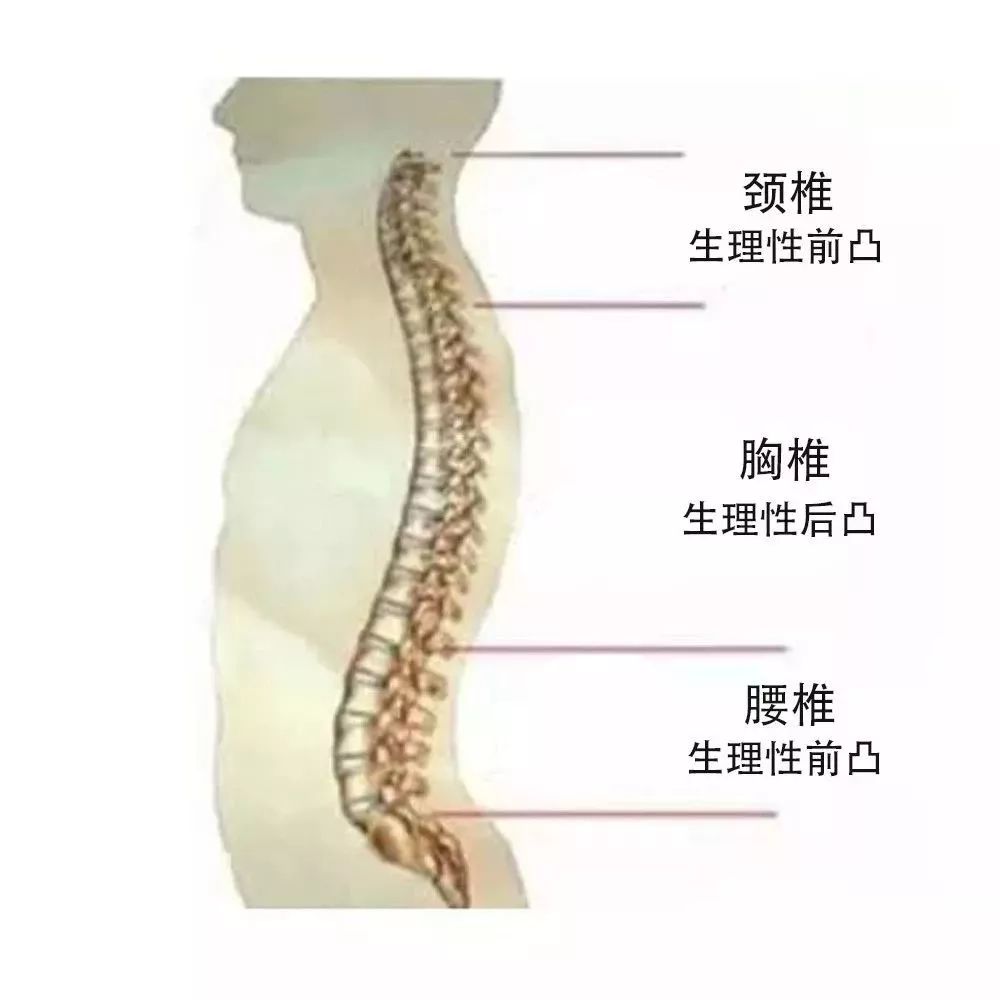 脊柱数据，健康与科技的融合重塑之路