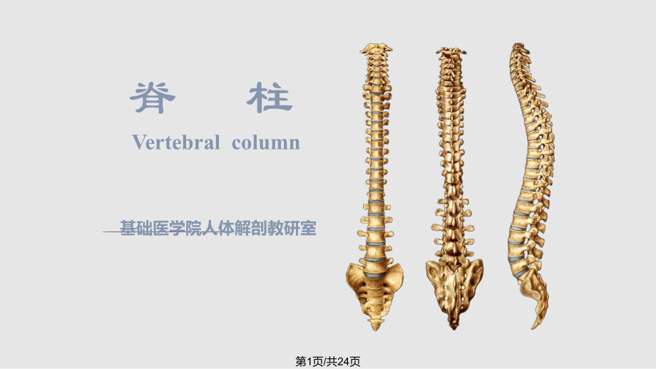 脊柱健康知识PPT课件免费分享，了解脊柱的重要性与相关健康知识