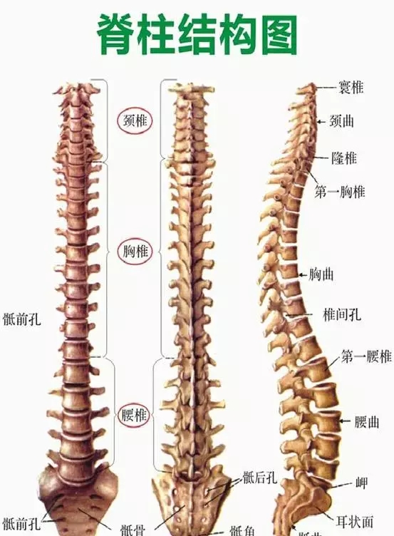 脊柱连接结构图，揭秘人体支柱奥秘