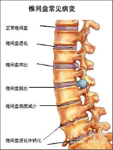 脊柱结构揭秘，人体支柱的奥秘图解