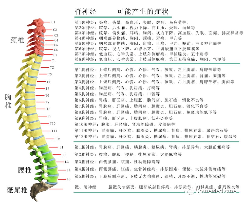 脊柱支配，人体的核心支柱力量